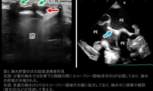 孕妇去了养猫的朋友家要紧吗-权威孕妇去了一次有猫的朋友家怎么办平台,分享专业孕妇去了一次有猫的朋友家好吗知识_孕妇去了一次有猫的朋友家网